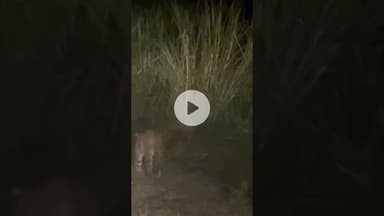 महेश पुर वन परिक्षेत्र की बिलहरी बीट में केशवा पुर रेलवे क्रासिंग से आगे सडक पर दिखा तेंदुआ