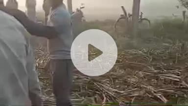 सोहावल: बरईकला में लखीमपुर खीरी से गन्ना छिलने आए मजदूर के साथ बर्बरता पूर्वक की गई पटाई