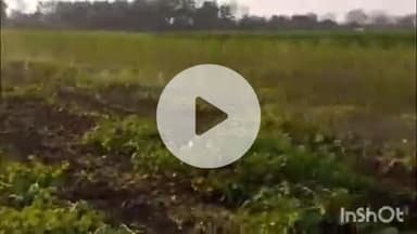 समुद्रपूर: करुळ येथे बोंड अळीचा प्रादुर्भावामुळे शेतकऱ्याने ६ एकरातील कपाशीच्या उभ्या पिकावर फिरविले रोटावेटर:५ लाखाचे नुकसान