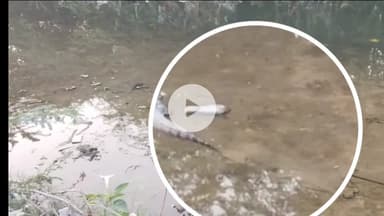 देसूरी: #Crocodiles:आबादी क्षेत्र में दिखाई दिया बड़ा मगरमच्छ,आसपास ग्रामीण ख़ौफ़ के साए में रहने को मजबूर