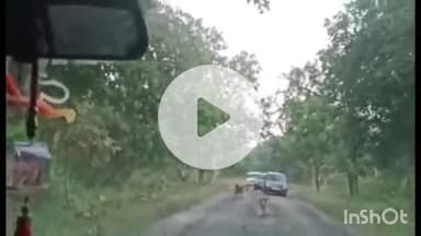 समुद्रपूर: गिरड परीसरात दहशत निर्माण करणाऱ्या त्या वाघीण व तिच्या दोन पिल्यांचे वाटसरूना झाले दर्शन:मोबाईल मध्ये दृश्य कैद