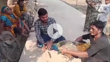 मैनपुरी: दन्नाहार क्षेत्र में आवारा कुत्तों के हमले से राष्ट्रीय पक्षी मोर घायल, ग्रामीणों ने वन विभाग को सौंपा