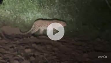 महाराजगंज: पकड़ियार और कोटिया गांव के बीच तेंदुए को देखने से ग्रामीणों में दहशत