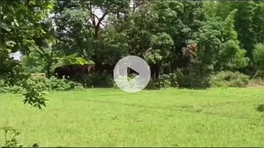 कैरो: कैरो प्रखंड में जंगली हाथियों का आतंक, धान की फसल रौंदी, ग्रामीण सहमे, वन विभाग की कार्रवाई नदारद