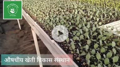 सब्जियों के पौधे उपलब्ध हैं।
अधिक जानकारी के लिए संपर्क करें।
9044966260