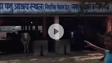 कप्तानगंज: कप्तानगंज नगर गौशाला में बड़ा खुलासा, अध्यक्ष की निजी गायें सरकारी खर्च पर पाली जाने का आरोप, नगर में बना चर्चा का विषय