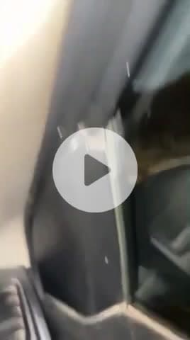 शिवपुरी: मंगलवार को सतनवाड़ा-नरवर मार्ग पर दिखा तेंदुआ, वीडियो हुआ वायरल