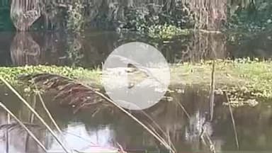 रूड़की: धनोरी के पास बंद पड़ी पुरानी गंगनहर में मगरमच्छ दिखाई देने से क्षेत्र में मचा हड़कंप, वीडियो हुआ वायरल