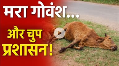 “मरा गोवंश दो दिन से सड़क पर — विजय रावत और शोएब अहमद बोले, प्रशासन कब जागेगा?” | #viral #govansh