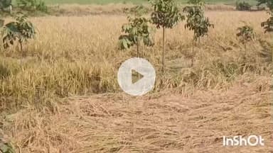 मुंगेर: मजदूर न मिलने से किसान परेशान, धान की कटनी हुई प्रभावित, क्षेत्र में कटनी का कार्य शुरू