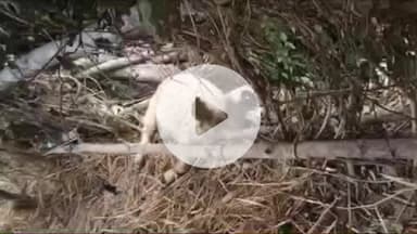 बलरामपुर: बनकटवा रेंज के जंगलों में सक्रिय तेंदुए से ग्रामीणों की नींद उड़ी, बेलास गांव में तेंदुए के हमले से 3 भेड़ों की हुई मौत