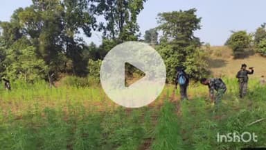 बरियातु: बाराखाड़ में पुलिस ने वन भूमि पर लगी अफीम और गांजा की खेती को किया नष्ट