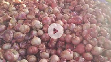 कालापीपल: कालापीपल मंडी में लहसुन के भाव में ₹700 प्रति क्विंटल की गिरावट, ₹6300 प्रति क्विंटल बिकी