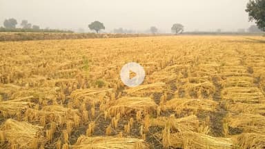 पिल्लूखेड़ा: रजाना कलां गांव के खेत से किसान की 70 हजार की जीरी चोरी