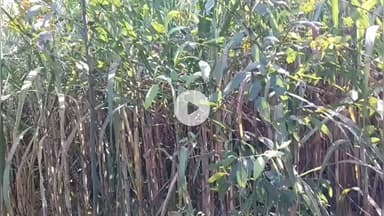 पूरनपुर: मदारपुर के गन्ने के खेत में गोवंश पशुओं के अवशेष मिलने के मामले में दर्ज हुआ मुकदमा