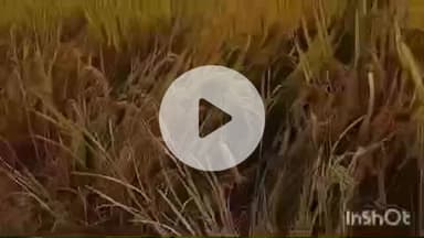 भभुआ: शिवगंज गांव में धान की फसल काटने गई मां-बेटी को दूसरे पक्ष ने मारपीट कर किया घायल, इलाज जारी