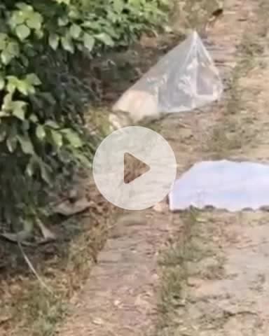 कानपुर: हनुमंत विहार के बसंत विहार इलाके में नवजात के शव को नोचते दिखे कुत्ते, लोगों ने पुलिस को दी सूचना