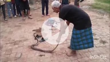 करपी: खजूरी गांव में निकला 5.5 फीट लंबा कोबरा सांप