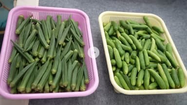 साउथ में मोदी को दिखाएं तरह-तरह का बेनिफिट वाला फायदा देख मोदी हुए खुश कहिया है भारत का रीति रिवाज और पौष्टिक आहार।