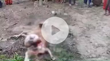 बलरामपुर: सुहेलवा वन्यजीव अभयारण्य के आबादी क्षेत्र में तेंदुए के आतंक से ग्रामीण भयभीत, परसिया गोसाई में गाय के बच्चे पर हमला