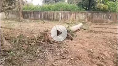 कोडरमा: गझंडी में रेलवे अधिकारी ने कीमती वृक्षों पर चलाया आरा, विभाग में हड़कंप