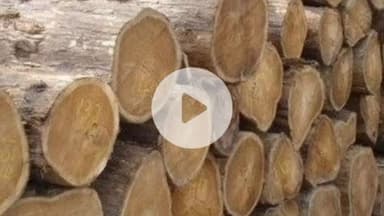 केसली: ग्राम पड़रई में सागौन पकड़ने गई टीम पर हमला, बीट गार्ड घायल