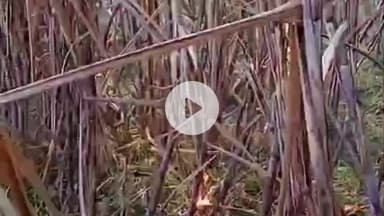 कप्तानगंज: परसौनी सरेह में पराली की आग बेकाबू, ढाई एकड़ गन्ना जलकर खाक, पीआरवी के दो जवानों ने जान जोखिम में डालकर बचाया बड़ा हादसा