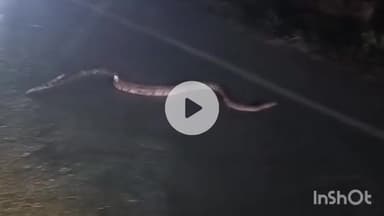 धरमपुरी: रामपुरा फाटे पर जंगल से निकलकर सड़क पर आया विशालकाय अजगर, डर से रुके लोग