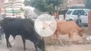 कानपुर: सनिगवां में आवारा जानवरों का आतंक, नगर निगम नहीं दे रहा ध्यान