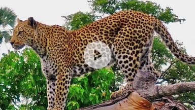 जैसीनगर: जैसीनगर वन क्षेत्र में तेंदुए का आतंक, रमपुरा में बछड़े का किया शिकार