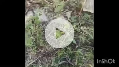 चित्तौड़गढ़: माताजी की पांडोली में चोरों की नज़र अब खेतों पर, अज्ञात बदमाश कुएं की मोटर और केबल खोल ले गए