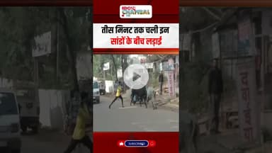 शिवपुरी में सांडों का आतंक | Shivpuri News