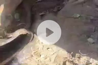 हरिद्वार: जगजीतपुर में झोड़ के पास वन विभाग ने पकड़ा कई फुट लंबा अजगर