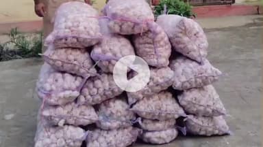 महाराजगंज: चौक पुलिस ने बसवार सिवान से 18 बोरी लावारिस लहसुन बरामद कर कस्टम विभाग को सौंपा