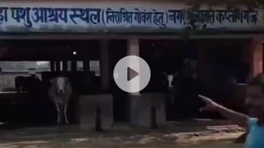 कप्तानगंज: कप्तानगंज नगर पंचायत की कान्हा सरकारी गौशाला में भ्रष्टाचार उजागर, सोशल मीडिया पर बवाल, बाहर छुट्टा पशुओं का आतंक जारी