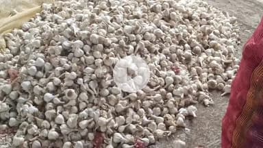 कालापीपल: कालापीपल मंडी में प्याज के भाव में ₹150 की गिरावट, ₹850 प्रति क्विंटल बिका