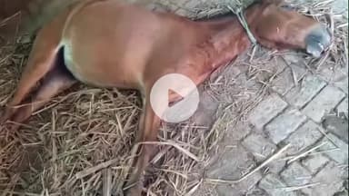 अमरोहा: अमरोहा में युवक की हैवानियत, मुस्लिम युवक ने घोड़ी के साथ बनाए संबंध, गुप्तांग में गन्ना डालने से घोड़ी की मौत