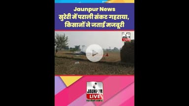 Jaunpur News: सुरेरी में पराली संकट गहराया, किसानों ने जताई मजबूरी #Shorts #ShortsFeed #Viral