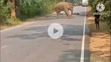 बांसजोर: बांसजोर NH-143 जोराम के पास सड़क पर जंगली हाथी, दोनों ओर वाहनों की लगी लंबी कतारें