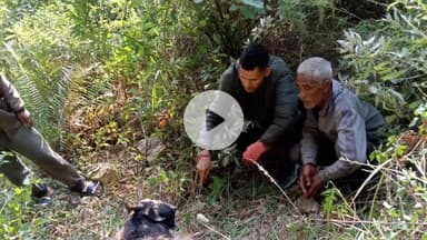 टिहरी: जौनपुर विकासखंड के मथलाऊ गांव में बाघ का आतंक, 6 बकरियों और एक बछड़े को बनाया निवाला