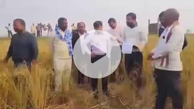 चंदौली: जिलाधिकारी की मौजूदगी में नेगुरा ग्राम में धान की क्रॉप कटिंग, 40.83 क्विंटल प्रति हेक्टेयर पैदावार का आकलन