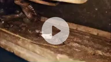 लाडपुरा: राजस्थान टेक्निकल यूनिवर्सिटी के हॉस्टल की रसोई में फ्रिज के पीछे घुसा कोबरा सांप, मच गया हड़कम्प, किया गया रेस्क्यू