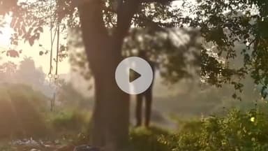 कोंडागांव: कोंडागांव के महात्मागांधी वार्ड में कबाड़ी क्रेता ने पत्नी और बच्चों की अनुपस्थिति में पेड़ से फांसी लगाकर की आत्महत्या