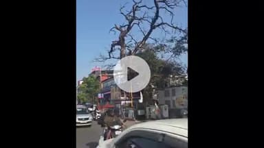 देहरादून: एश्ले हॉल चौक पर सूखा पेड़ बना खतरा, तत्काल कार्रवाई की मांग की गई