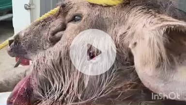 अधौरा: अधौरा के गढ़वा जंगल में सांभर को गोली मारकर हत्या, आरोपी गिरफ्तार