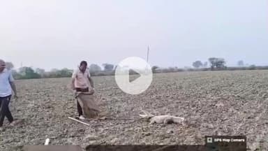 लाडपुरा: कोटा के कैथून थाना क्षेत्र में 7 फीट का मगरमच्छ मिला, लाडपुरा रेंज के वीरेंद्र सिंह हाड़ा ने किया सुरक्षित रेस्क्यू