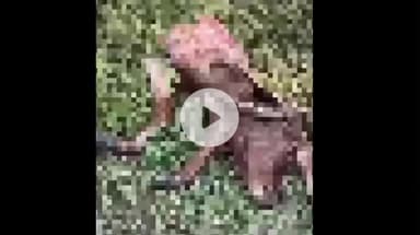 इंदौर: इंदौर के गुमाश्ता नगर में मिला अधकटे गाय के बछड़े का शव, पुलिस जांच में जुटी