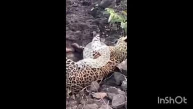 धार: नालछा के सोडपुर गांव में घायल तेंदुआ मिलने से दहशत, वन विभाग की टीम ने किया रेस्क्यू