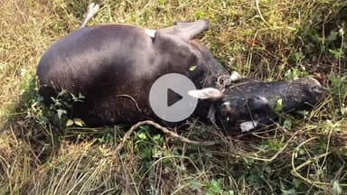 टिहरी: क्यारी गांव की गरीब महिला की आजीविका पर संकट, बाघ ने पालतू गाय को बनाया निवाला