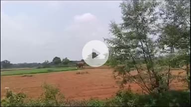 कैरो: कैरो के सढाबे में जंगली हाथियों ने फिर खेत उजाड़े, वन विभाग तमाशबीन, किसानों की सुध लेने वाला कोई नहीं